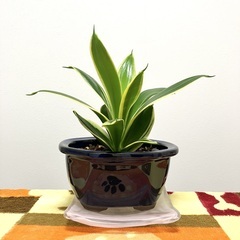 【観葉植物】サンセベリア・サークルメンバー募集