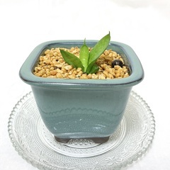 【観葉植物】サンセベリア・サークルメンバー募集 - 友達