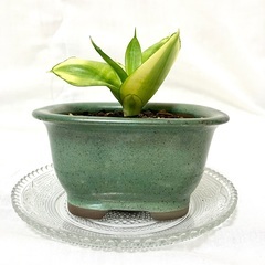 【観葉植物】サンセベリア・サークルメンバー募集 − 東京都