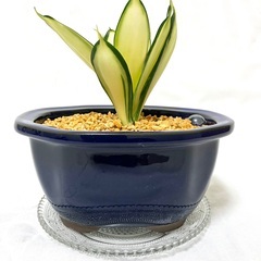 【観葉植物】サンセベリア・サークルメンバー募集 - メンバー募集
