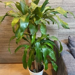 【最終値下げ‼️】幸福の木　観葉植物の画像