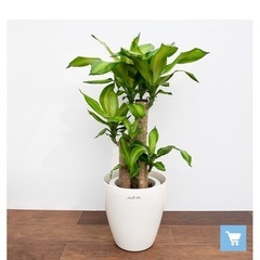 【最終値下げ‼️】幸福の木　観葉植物