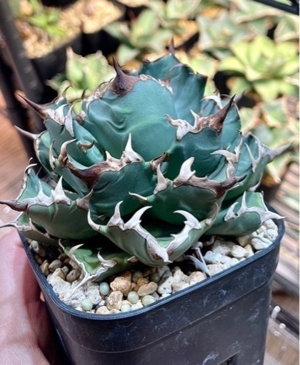 アガベ　チタノタ　姫厳龍