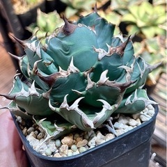 アガベ チタノタ 姫厳龍