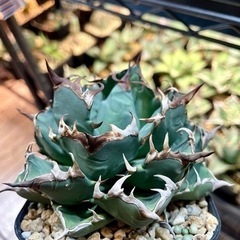 アガベ チタノタ 姫厳龍