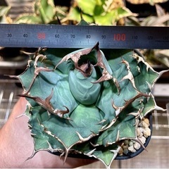 アガベ チタノタ 姫厳龍