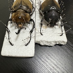 エレファスゾウカブトペア【死虫】101mm