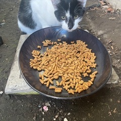 兄弟猫　オスメス　5月産まれ