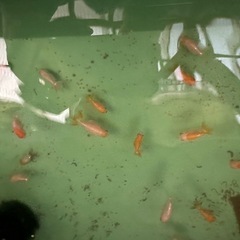 らんちゅうの画像