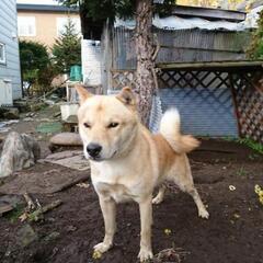 北海道犬(血統書あり)里親募集