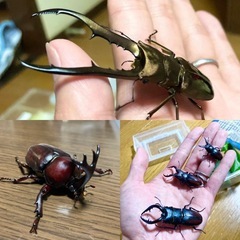 ✨わいわい市藤沢店✨チャリティーメダカすくい🐟&カブトクワガタ飼育講習会イベント開催‼️ - 藤沢市