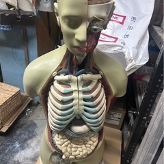 人体模型