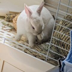 【ネザーランドドワーフ】0歳9ヶ月の白うさぎです