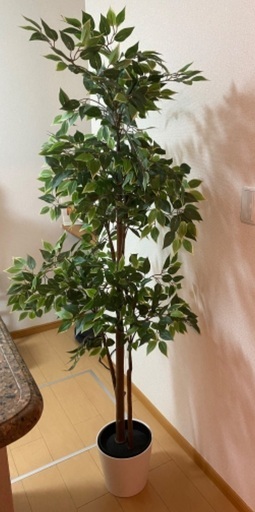 IKEA フェイカ　ベンジャミン　植木鉢付き