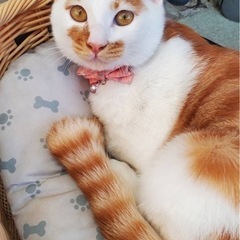 仲良し兄妹猫♪ - 猫