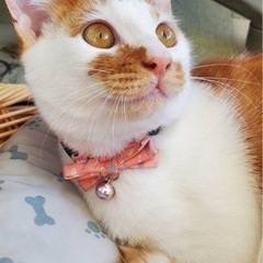 仲良し兄妹猫♪の画像