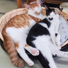 仲良し兄妹猫♪ − 福島県
