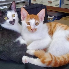 仲良し兄妹猫♪ - 里親募集