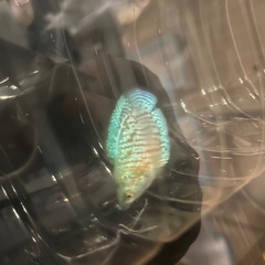 熱帯魚2匹