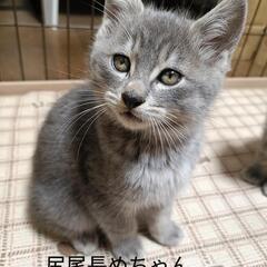 ただ今交渉中の為、しばらくお待ちください！1.5か月〜2か月のグ...