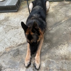 里親募集 - 犬
