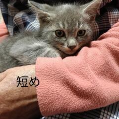 1.5か月〜2か月のグレー【尻尾短め】男の子 − 千葉県