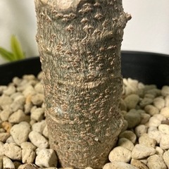 【20%オフ6/21】【目覚めて葉が展開！】【3/11 20%off】【希少な大株】パキポディウム　ソフィエンセ　観葉植物　塊根植物　ビザールプランツ　グリーン　極太　特大　生活雑貨 家庭用品 ガーデニングの画像