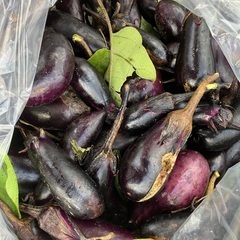 日々子育て頑張る現役世代に、野菜あげます（物価高対策）。2週間以...