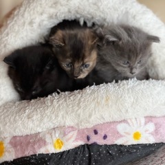 仔猫の兄弟（1ヶ月）　※募集は終了しました