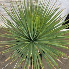 ユッカ・トンプソニアーナ