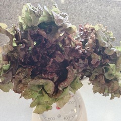 サニーレタス🥬1束(180g)