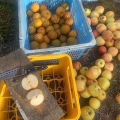 規格外　処分前のリンゴ、梨