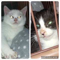 子猫　2カ月くらい