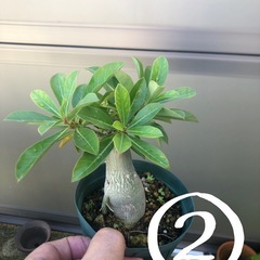 観葉植物　多肉植物　各¥500の画像
