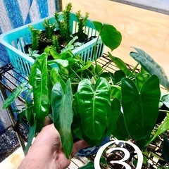 観葉植物　多肉植物　各¥500の画像