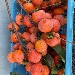 渋柿です　干し柿用　@10円   最低50個より　50個＝500...