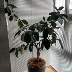 ゴムノキ　大型　鉢付