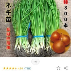玉ねぎの苗　300本　値下げ