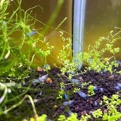 🦐ブルーベルベットシュリンプ10匹1500円の画像