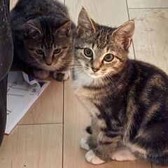 9月生まれ　双子の仔猫