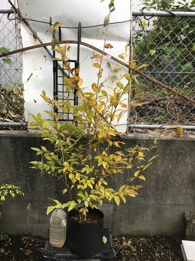 ヤマコウバシ１６０センチ