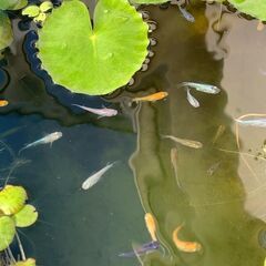 【残り１００匹です】今年の春生まれの若魚～成魚　１００匹　１０００円の画像