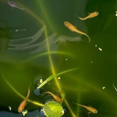 【残り１００匹です】今年の春生まれの若魚～成魚　１００匹　１０００円の画像