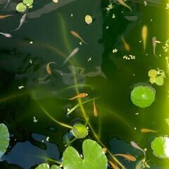 【残り１００匹です】今年の春生まれの若魚～成魚　１００匹　１０００円の画像