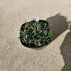 三時草　サンジソウ　観葉植物