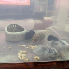 ハムスター🐹赤ちゃん　一旦終了します