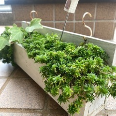 ミニ横長プランター　DIY