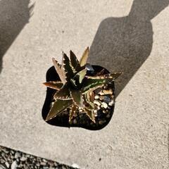 出張の為一時休止 観葉植物　アロエ不夜城