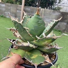 アガベいっぱいの画像