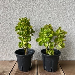 カランコエ2鉢分と多肉植物4鉢分 / グリーン 観葉植物 お花 植木鉢 ガーデニング 室内屋外どちらもOKの画像